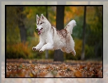 Skaczący, Pies, Siberian husky